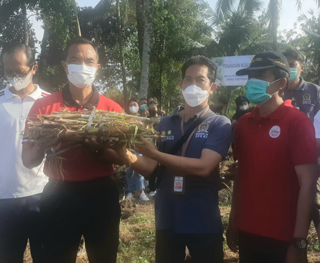 DORONG PENINGKATAN POPULASI SAPI BALI DINAS PERTANIAN KEMBANGKAN KEBUN EDUKASI HPT